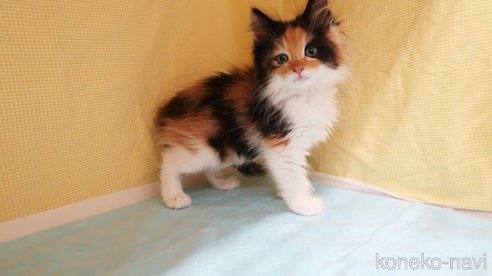 成約済の東京都のノルウェージャンフォレストキャット-85401の3枚目