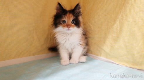 成約済の東京都のノルウェージャンフォレストキャット-85401の2枚目