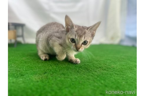成約済の茨城県のシンガプーラ-85407の2枚目