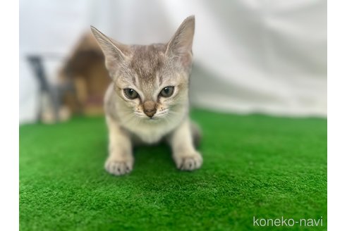成約済の茨城県のシンガプーラ-85407の3枚目