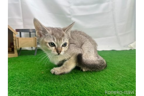 成約済の茨城県のシンガプーラ-85407の4枚目