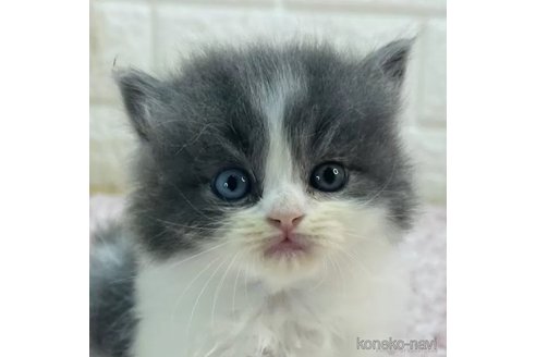 成約済の東京都のラガマフィン-85409の5枚目