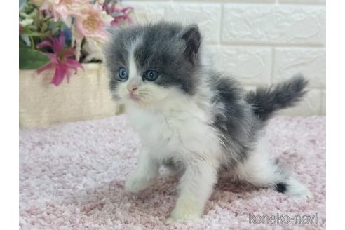 成約済の東京都のラガマフィン-85409の2枚目