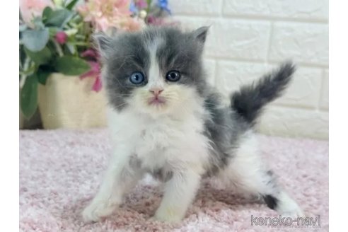成約済の東京都のラガマフィン-85409の3枚目