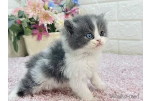 成約済の東京都のラガマフィン-85409の4枚目
