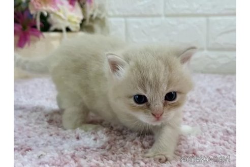成約済の東京都のラガマフィン-85412の3枚目