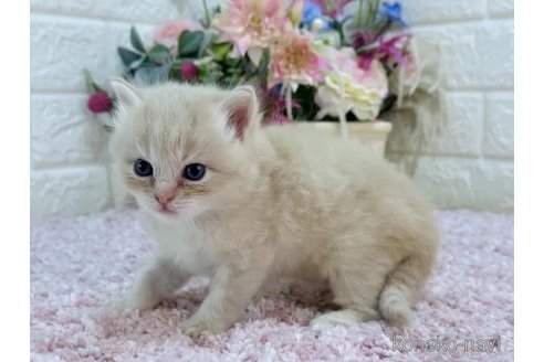 成約済の東京都のラガマフィン-85412の2枚目