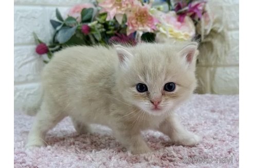 成約済の東京都のラガマフィン-85412の4枚目