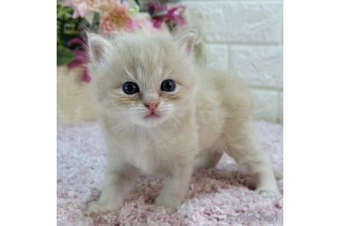 成約済の東京都のラガマフィン-85412の5枚目