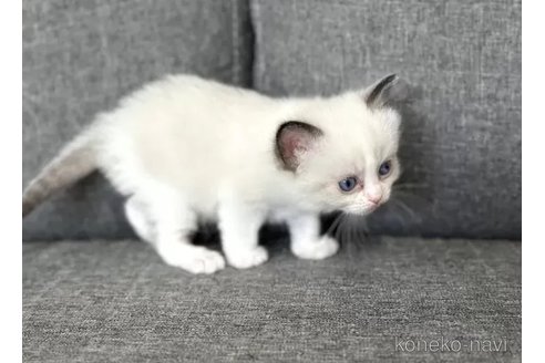 成約済の京都府のラグドール-85415の3枚目