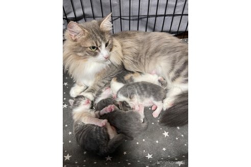 ラテちゃん1枚目