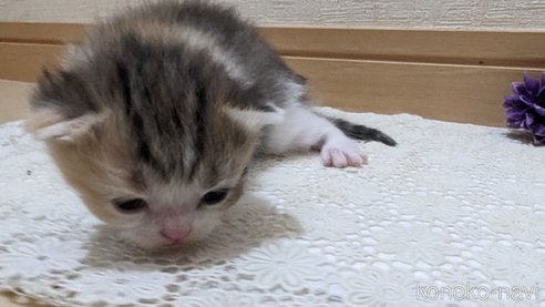 成約済の広島県のスコティッシュフォールド-85433の137枚目
