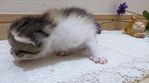 成約済の広島県のスコティッシュフォールド-85433の138枚目
