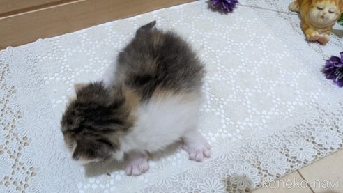 成約済の広島県のスコティッシュフォールド-85433の134枚目