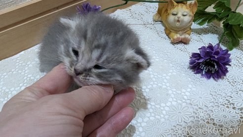 成約済の広島県のスコティッシュフォールド-85435の142枚目