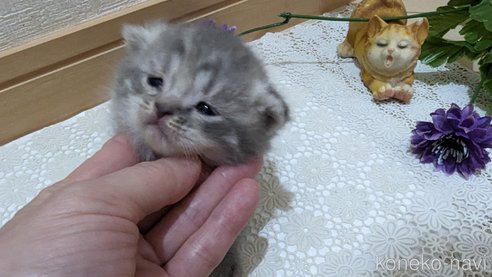 成約済の広島県のスコティッシュフォールド-85435の143枚目