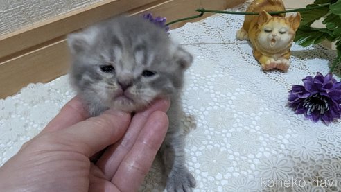 成約済の広島県のスコティッシュフォールド-85435の140枚目