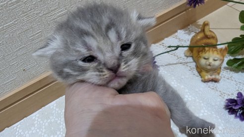 成約済の広島県のスコティッシュフォールド-85435の141枚目