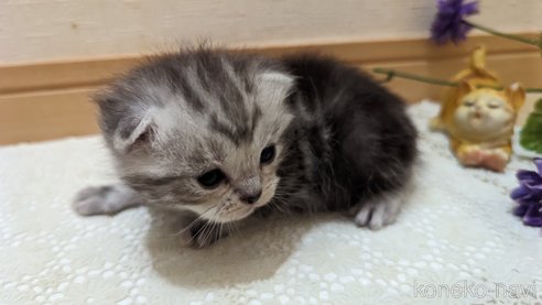 成約済の広島県のスコティッシュフォールド-85437の193枚目
