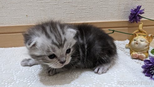 成約済の広島県のスコティッシュフォールド-85437の195枚目
