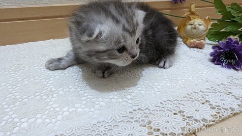 成約済の広島県のスコティッシュフォールド-85437の192枚目