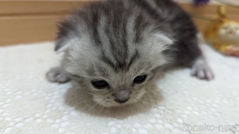 成約済の広島県のスコティッシュフォールド-85437の186枚目