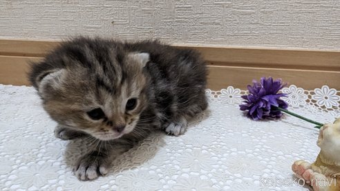 成約済の広島県のスコティッシュフォールド-85438の164枚目