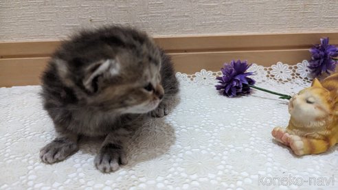 成約済の広島県のスコティッシュフォールド-85438の160枚目