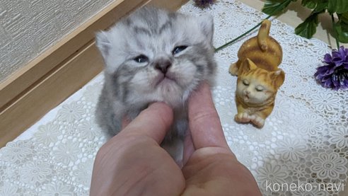 成約済の広島県のスコティッシュフォールド-85440の135枚目