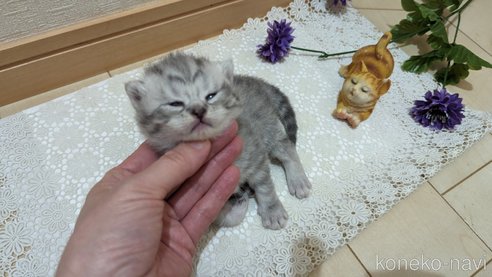 成約済の広島県のスコティッシュフォールド-85440の137枚目