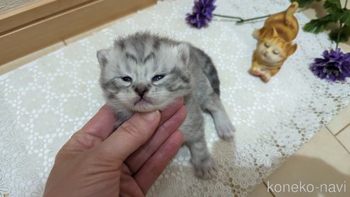 成約済の広島県のスコティッシュフォールド-85440の133枚目