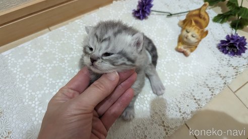 成約済の広島県のスコティッシュフォールド-85440の134枚目