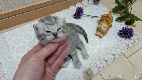 成約済の広島県のスコティッシュフォールド-85440の130枚目