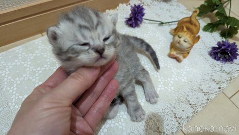 成約済の広島県のスコティッシュフォールド-85440の129枚目