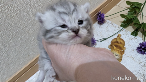 成約済の広島県のスコティッシュフォールド-85440の128枚目