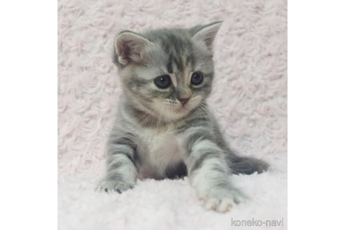 成約済の群馬県のミックス-85444の12枚目