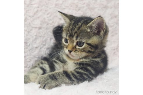 成約済の群馬県のミックス-85447の12枚目