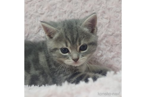 成約済の群馬県のミックス-85446の10枚目