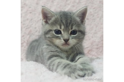 成約済の群馬県のミックス-85446の11枚目