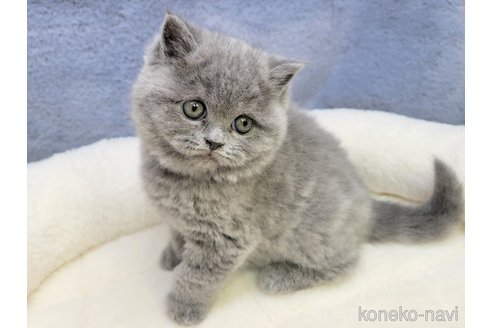 成約済の千葉県のブリティッシュショートヘア-85452の5枚目