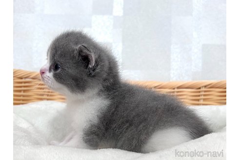 成約済の大阪府のブリティッシュショートヘア-85462の3枚目