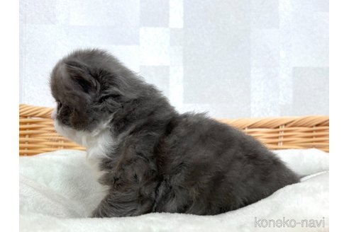 成約済の大阪府のブリティッシュショートヘア-85463の3枚目