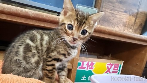 成約済の徳島県のベンガル-81200の3枚目