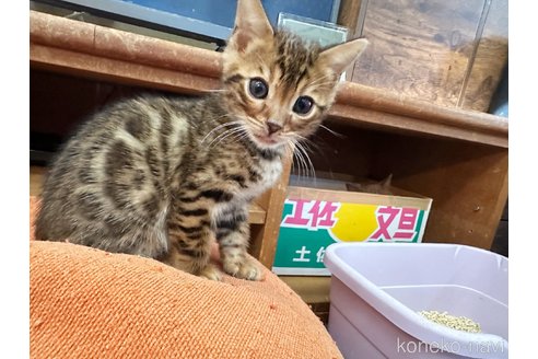成約済の徳島県のベンガル-81200の2枚目