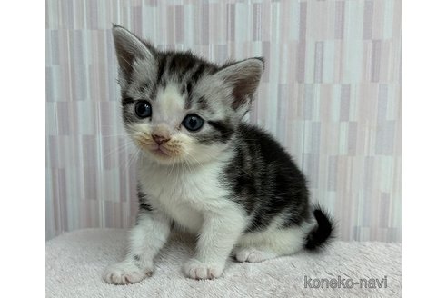 成約済の千葉県のアメリカンショートヘア-85471の2枚目