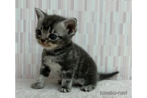成約済の千葉県のアメリカンショートヘア-85472の2枚目