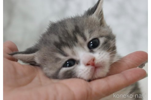 成約済の埼玉県のスコティッシュフォールド-85473の7枚目