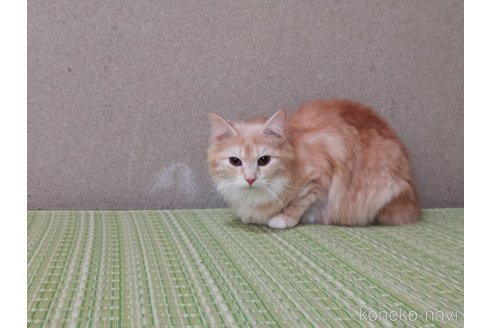 成約済の兵庫県のノルウェージャンフォレストキャット-85495の8枚目