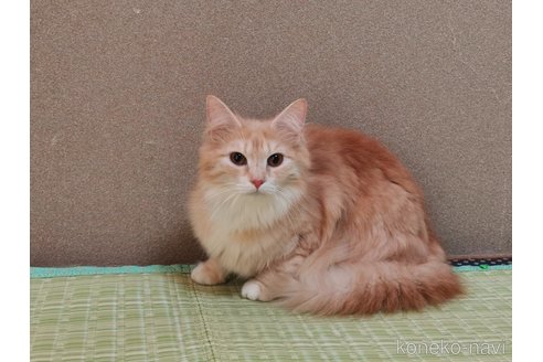 成約済の兵庫県のノルウェージャンフォレストキャット-85495の6枚目