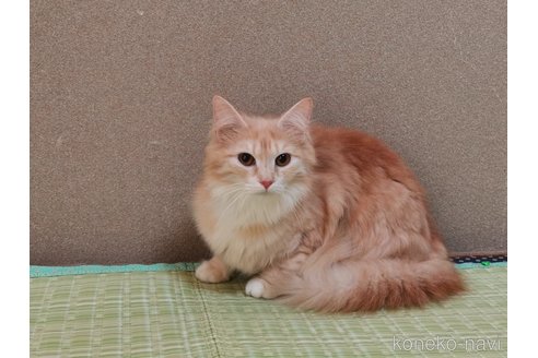 成約済の兵庫県のノルウェージャンフォレストキャット-85495の3枚目